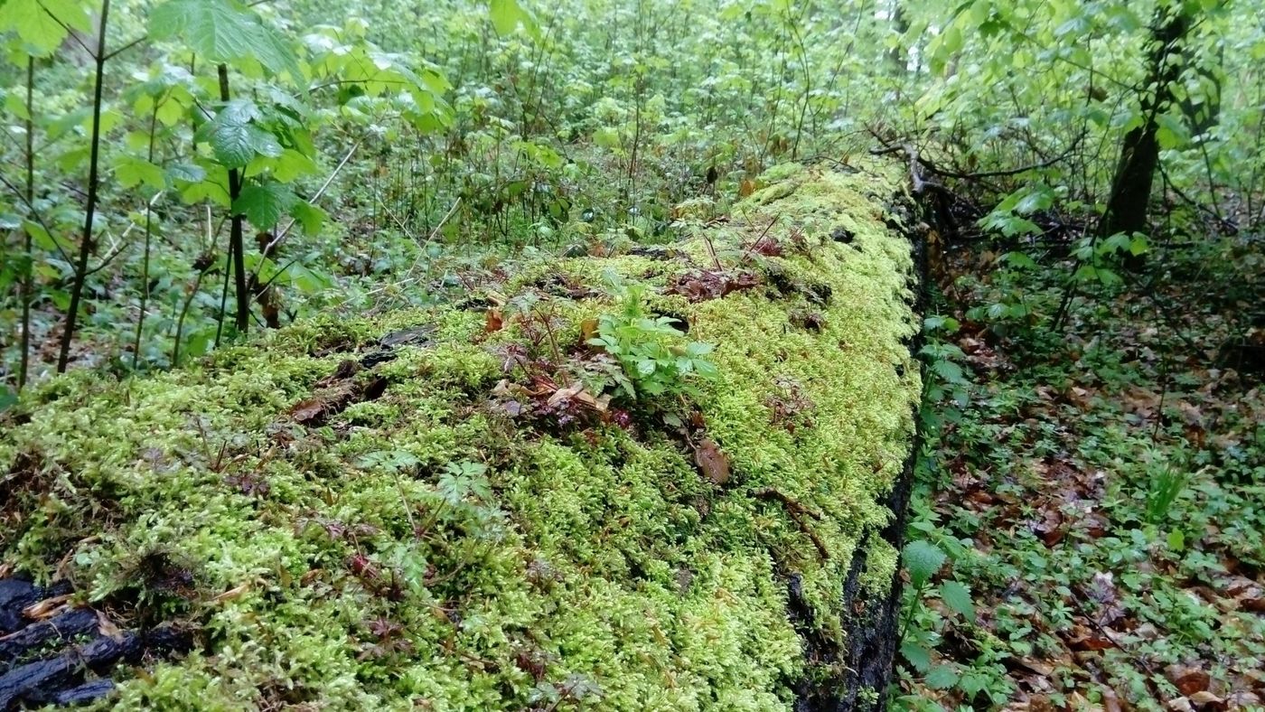 Nicole Rönnspieß, Diakonie Schleswig-Holstein